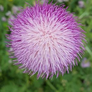 Meet your Posher, Lynn